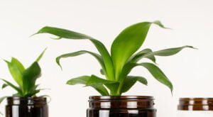 Snug Scent Sustainability Policy